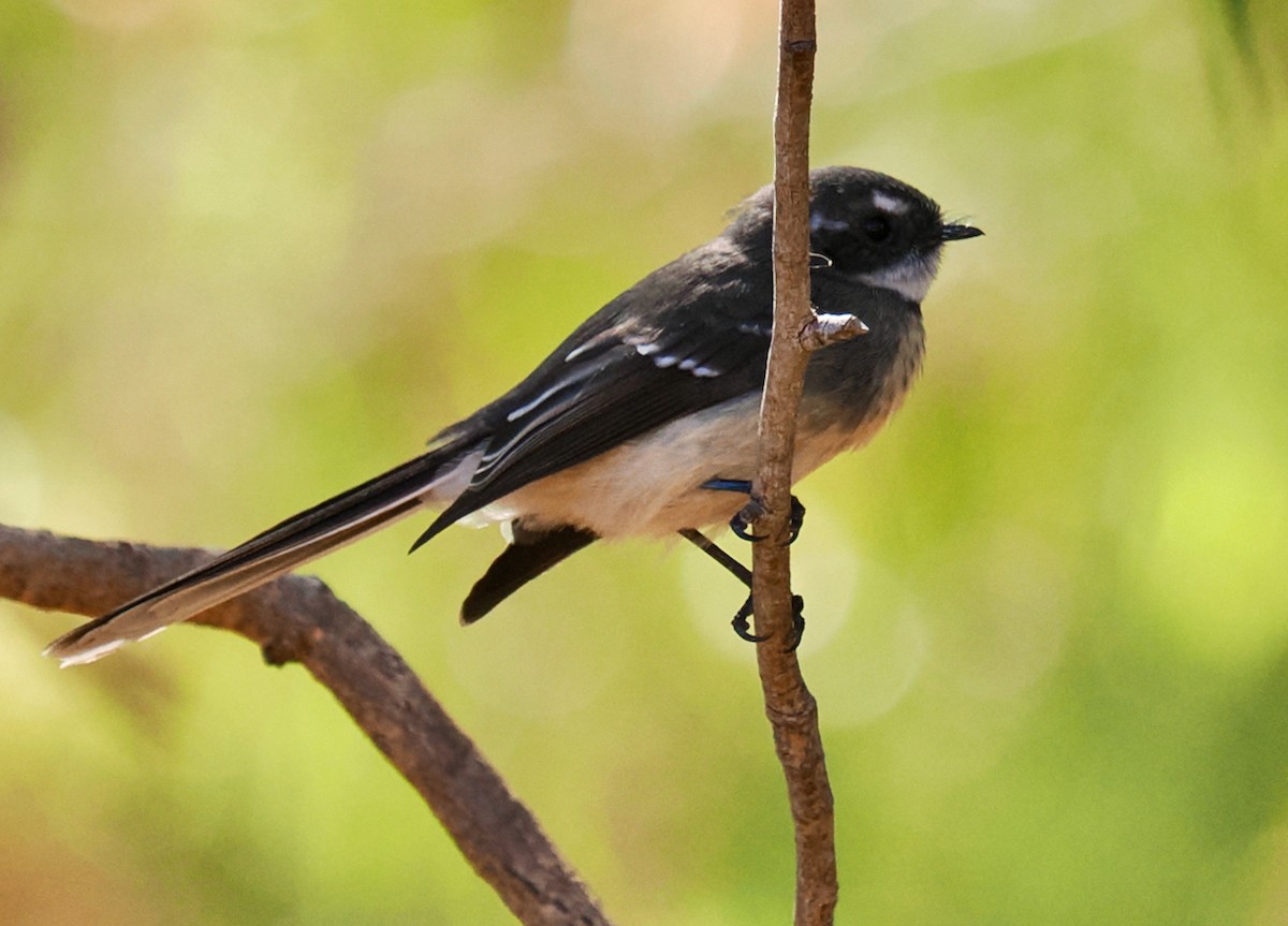 Gray Fantail (preissi) - ML616138553