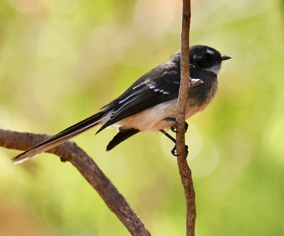 Gray Fantail (preissi) - ML616138554