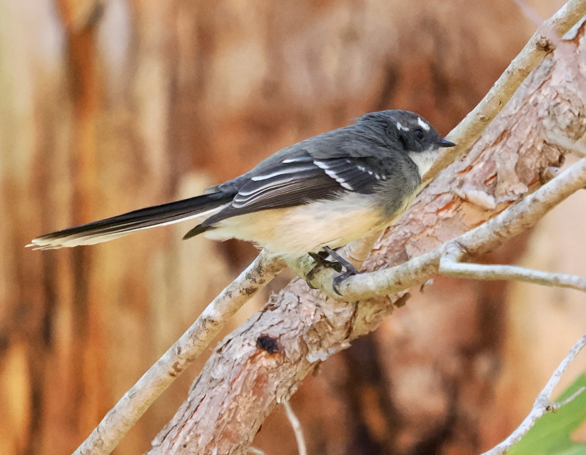 Gray Fantail (preissi) - ML616138555