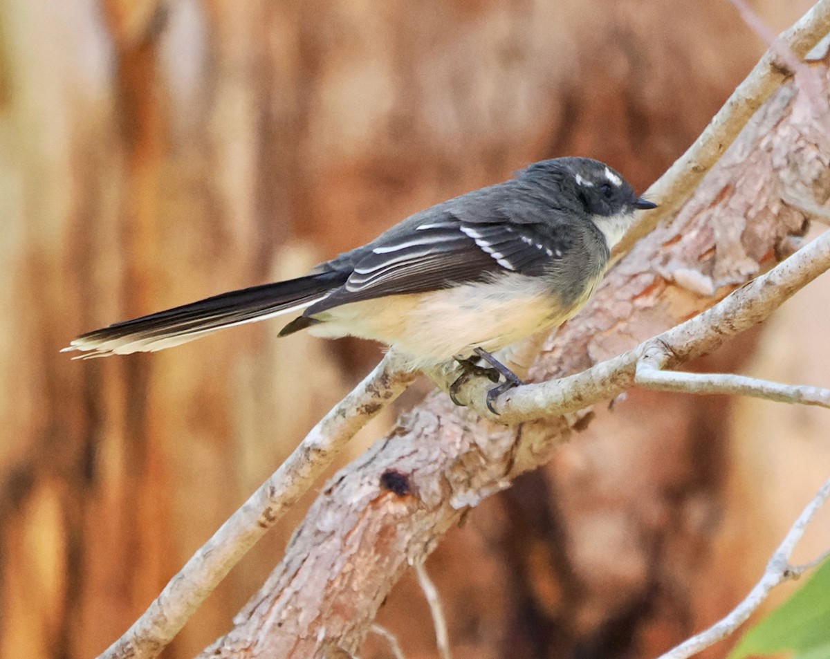 Gray Fantail (preissi) - ML616138556