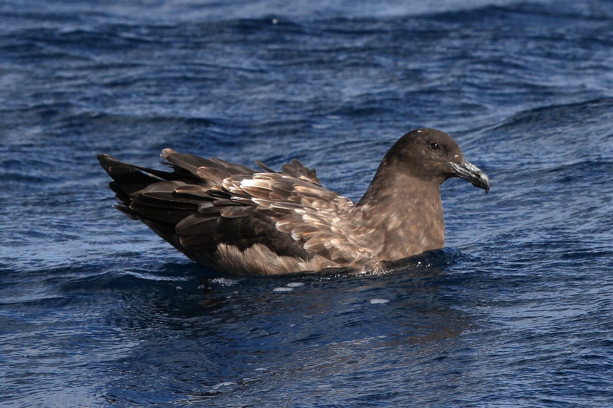 Brown Skua - Mark Stanley