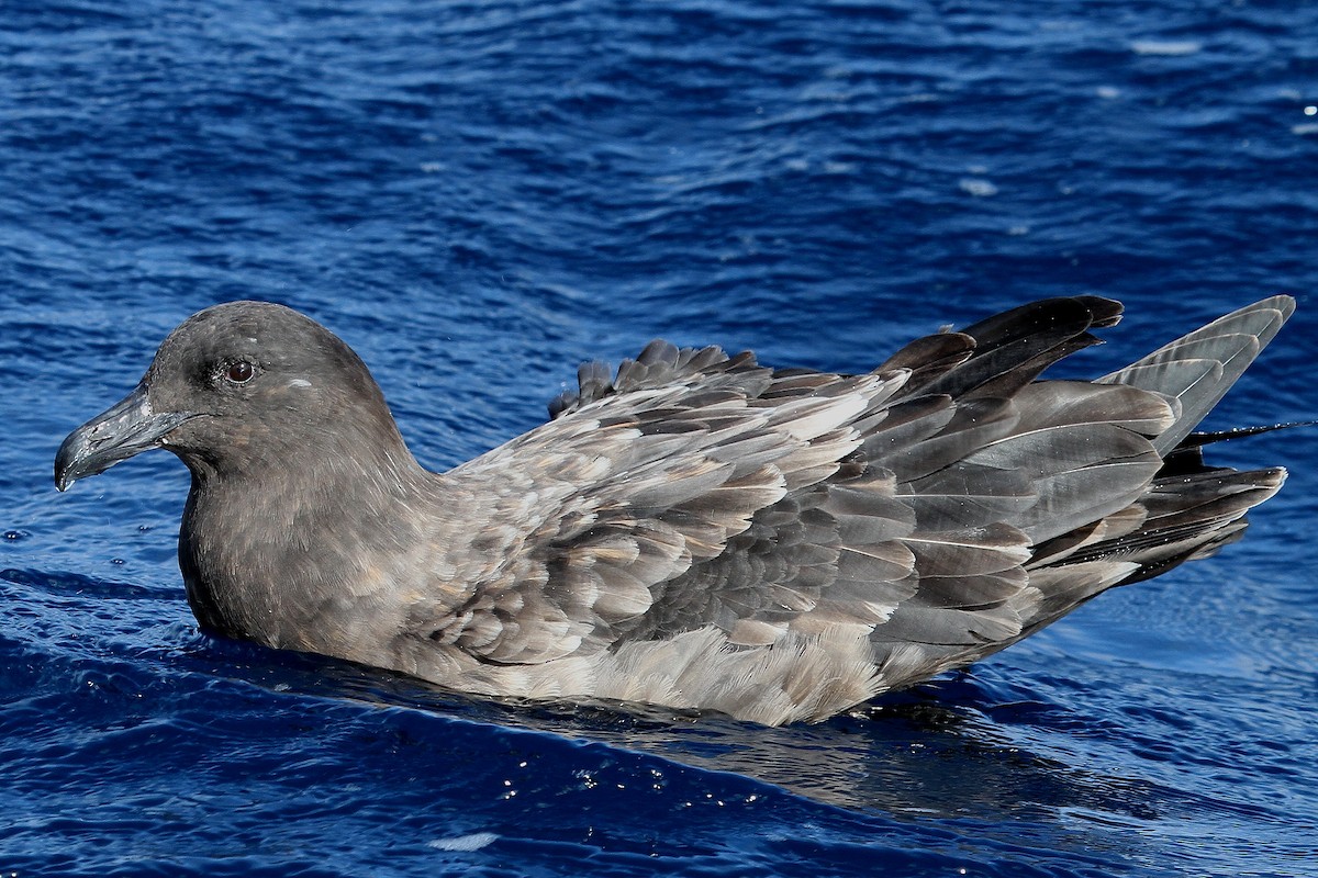 Brown Skua - ML616138558