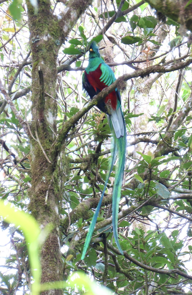 Quetzal Guatemalteco - ML616138563