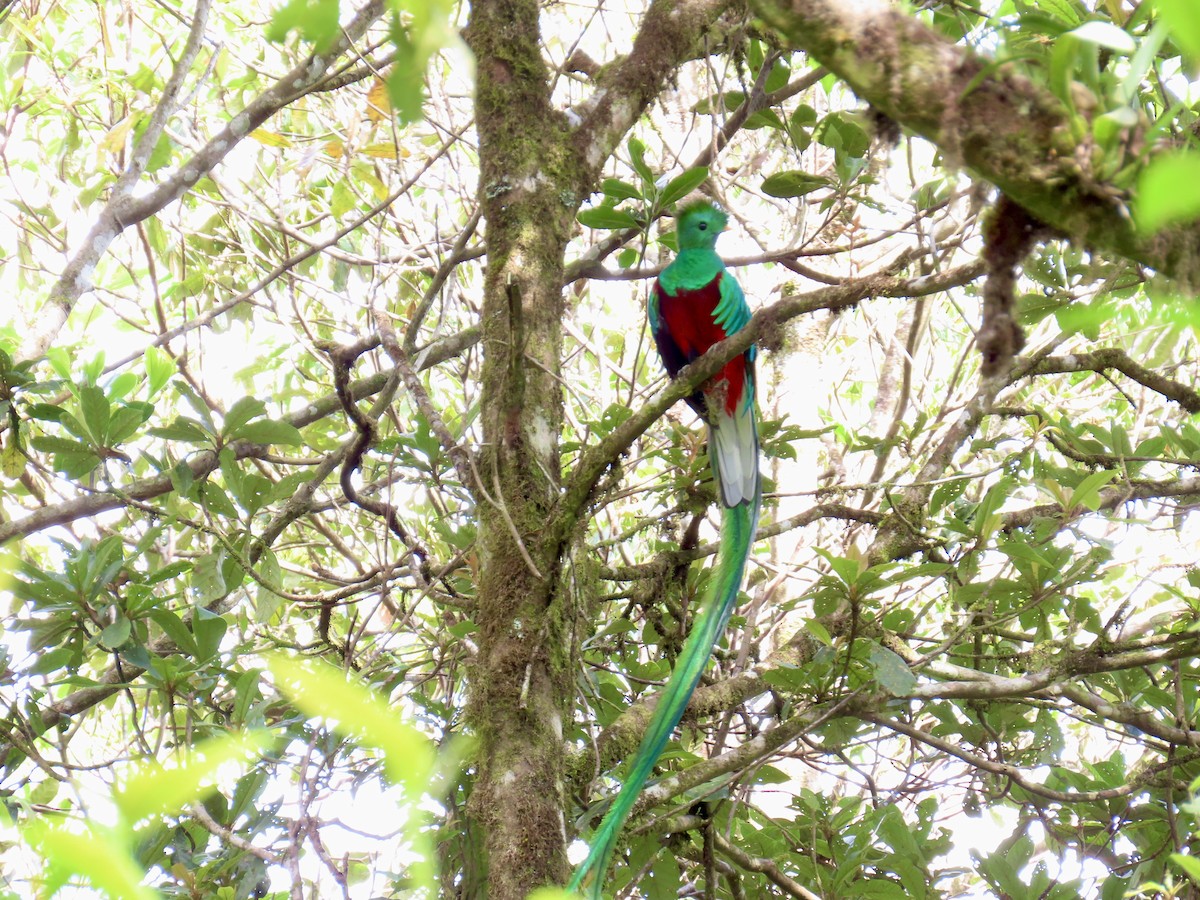 Quetzal Guatemalteco - ML616138568