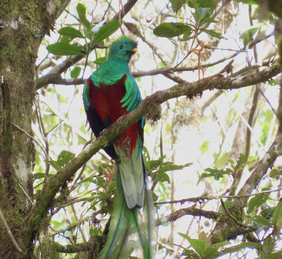Quetzal Guatemalteco - ML616138570