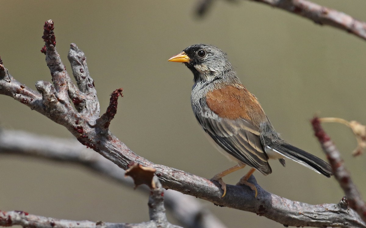 Buff-bridled Inca-Finch - ML61613861