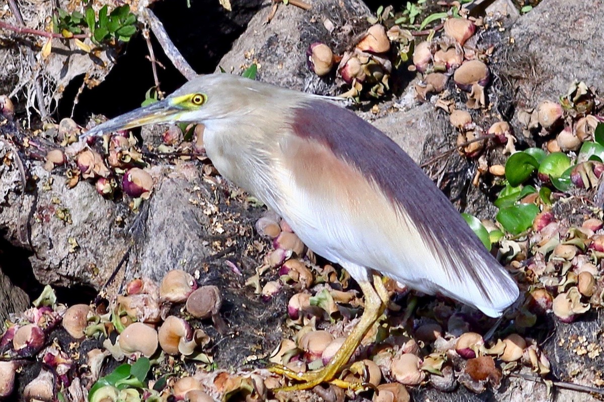 Indian Pond-Heron - ML616138637