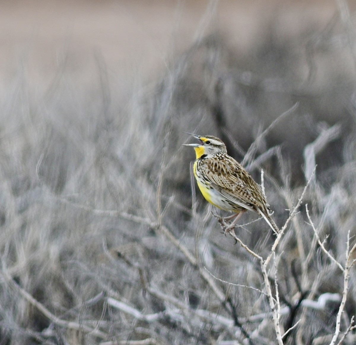 Western Meadowlark - ML616138661