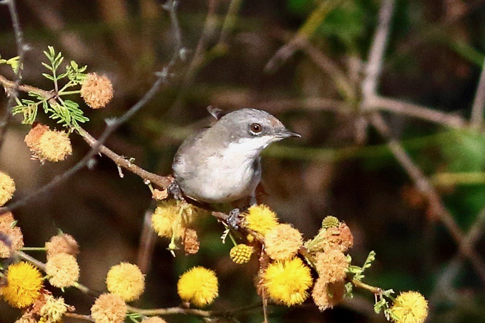 Lesser Whitethroat - ML616138663