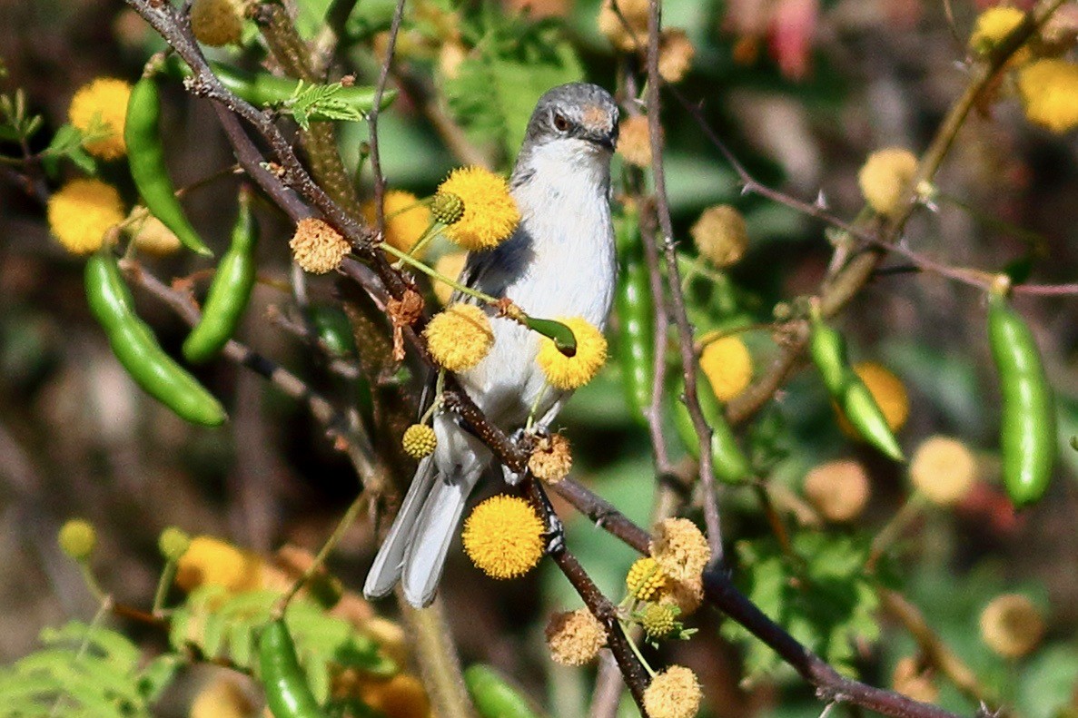 Lesser Whitethroat - ML616138664