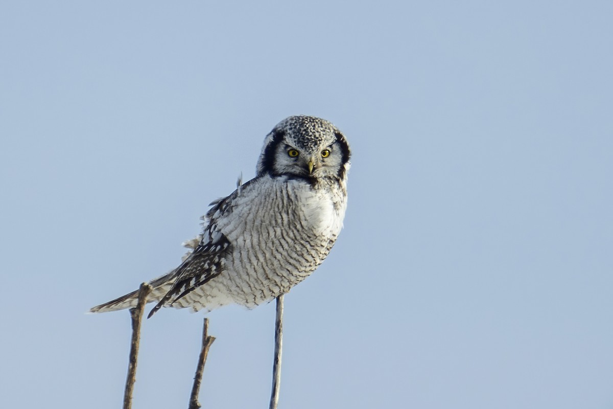 Northern Hawk Owl - ML616138699