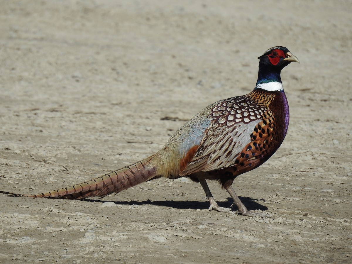 Ring-necked Pheasant - ML616138773