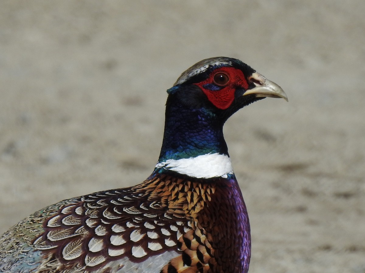 Ring-necked Pheasant - ML616138781