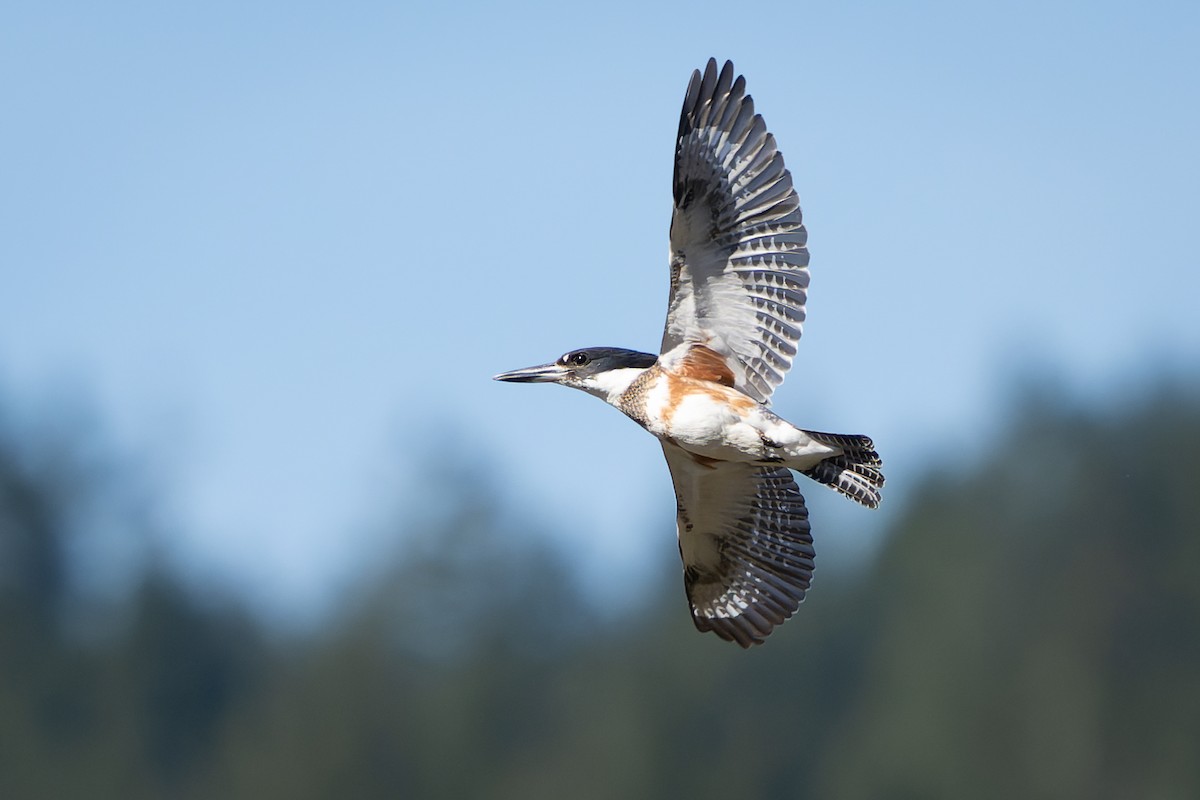 Belted Kingfisher - ML616138828