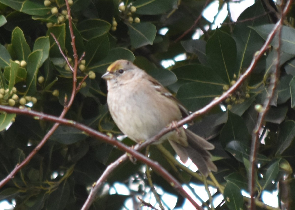 Golden-crowned Sparrow - ML616138862