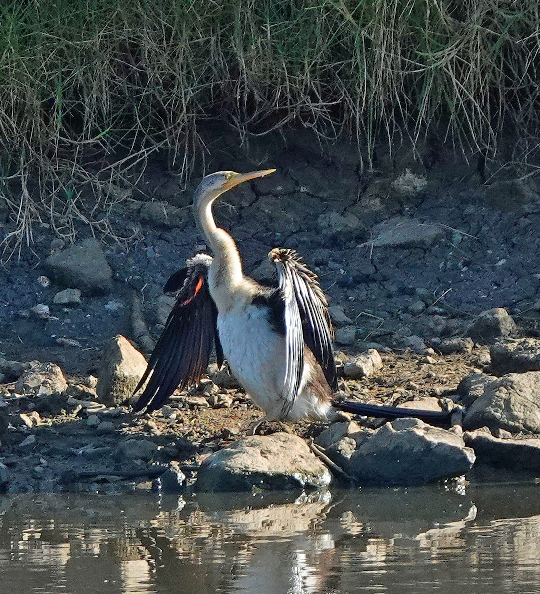 Australasian Darter - Russell Scott