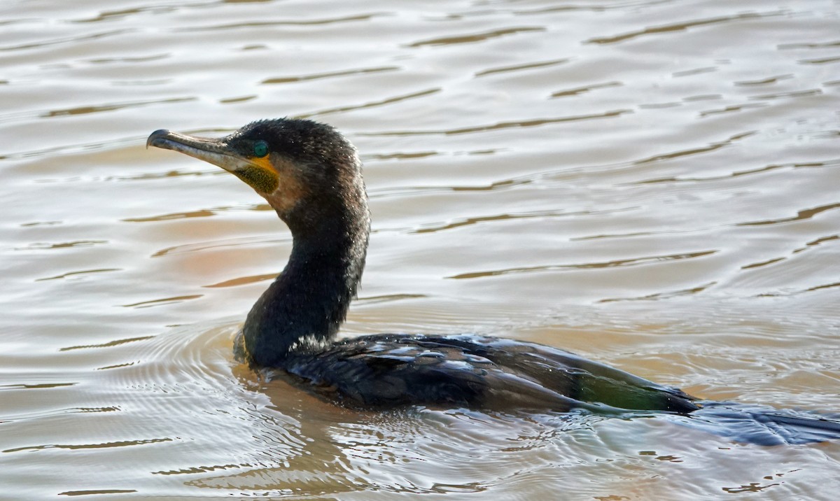 Great Cormorant - Russell Scott