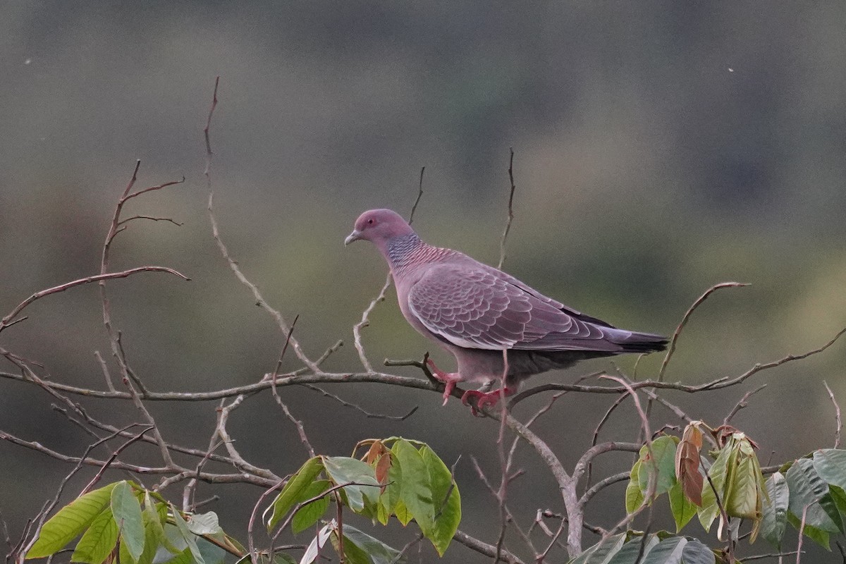 Picazuro Pigeon - ML616138910