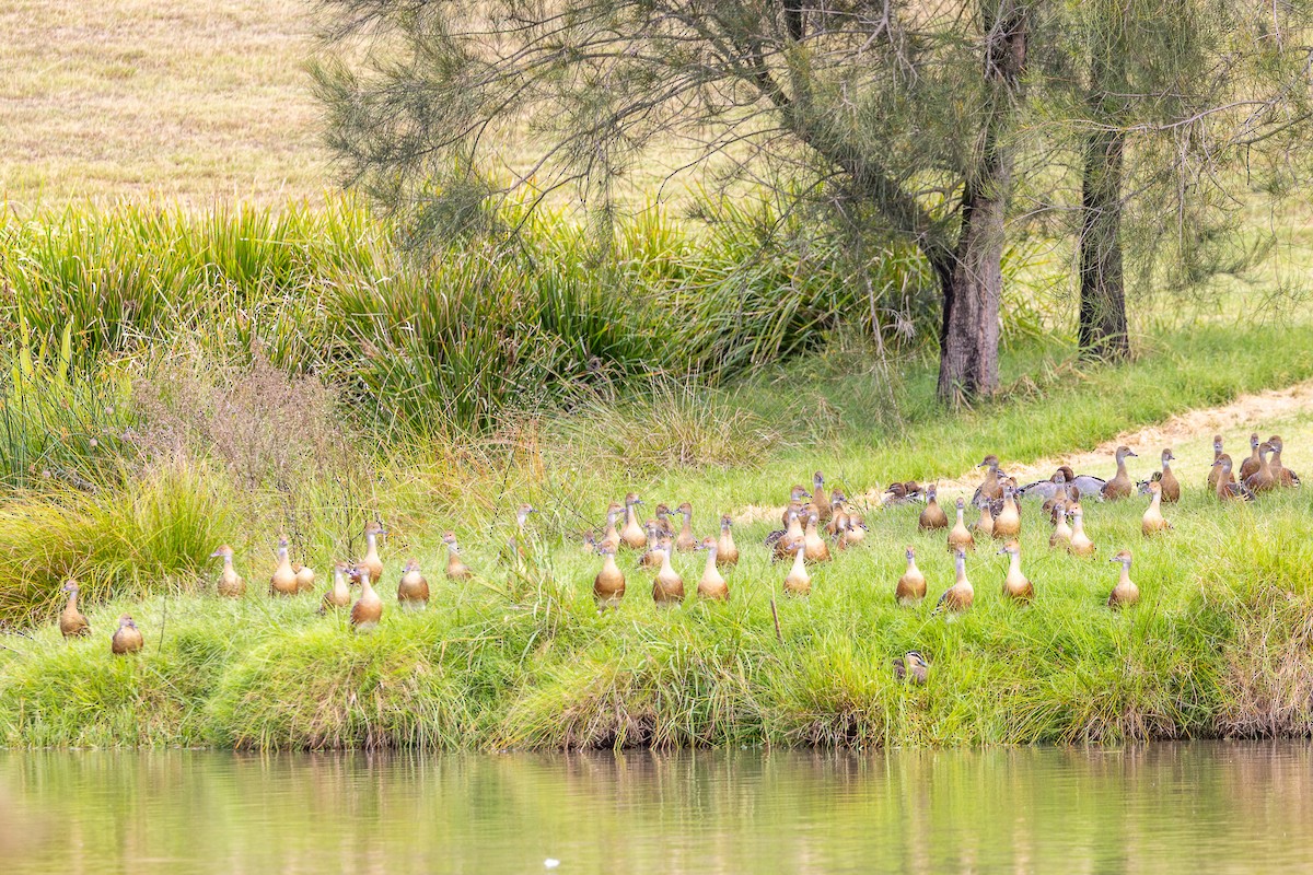 Plumed Whistling-Duck - ML616138939