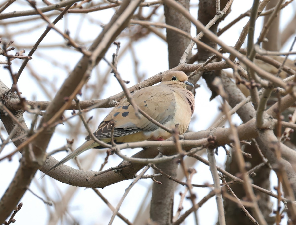 Mourning Dove - ML616138942