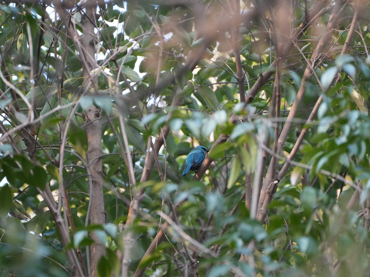 Verditer Flycatcher - ZW Chen