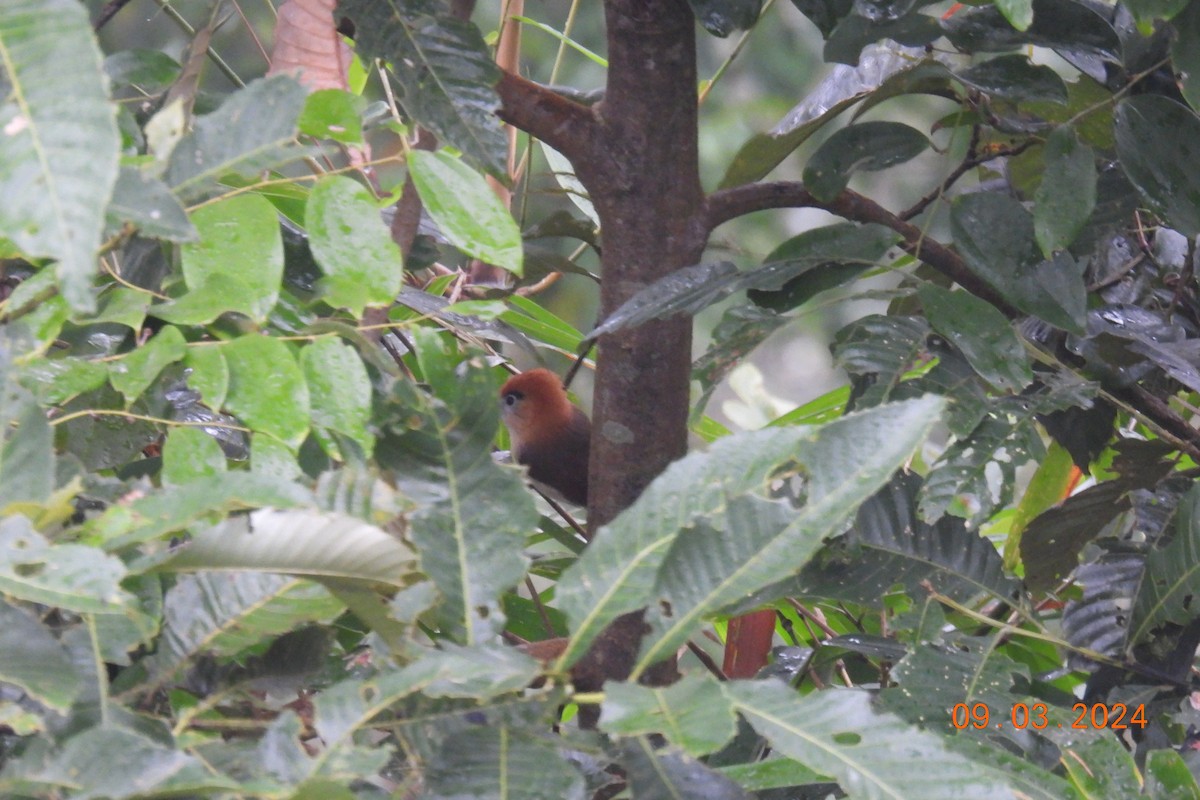 Pale-billed Parrotbill - Thananh KH.