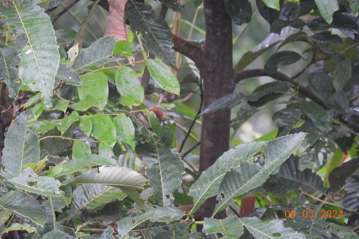 Pale-billed Parrotbill - Thananh KH.