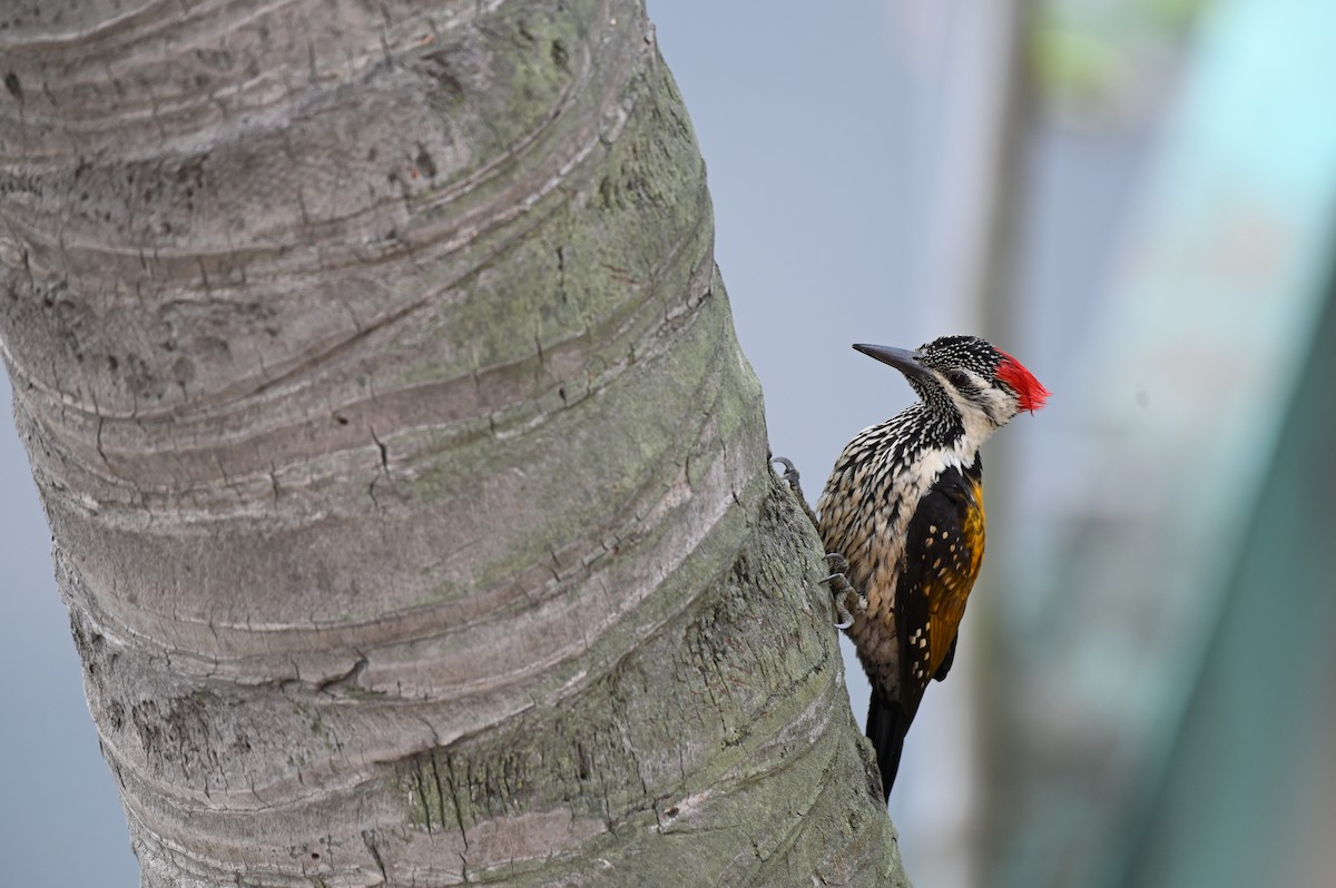 Black-rumped Flameback - ML616138983