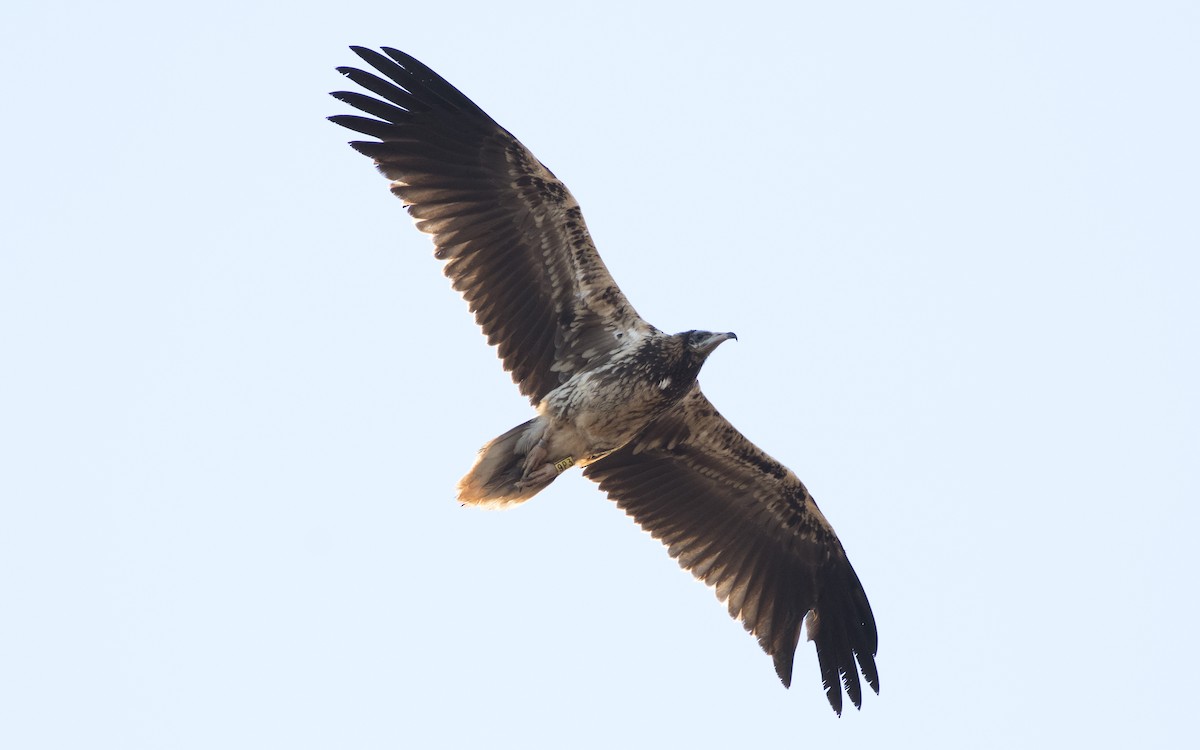 Egyptian Vulture - ML616139004