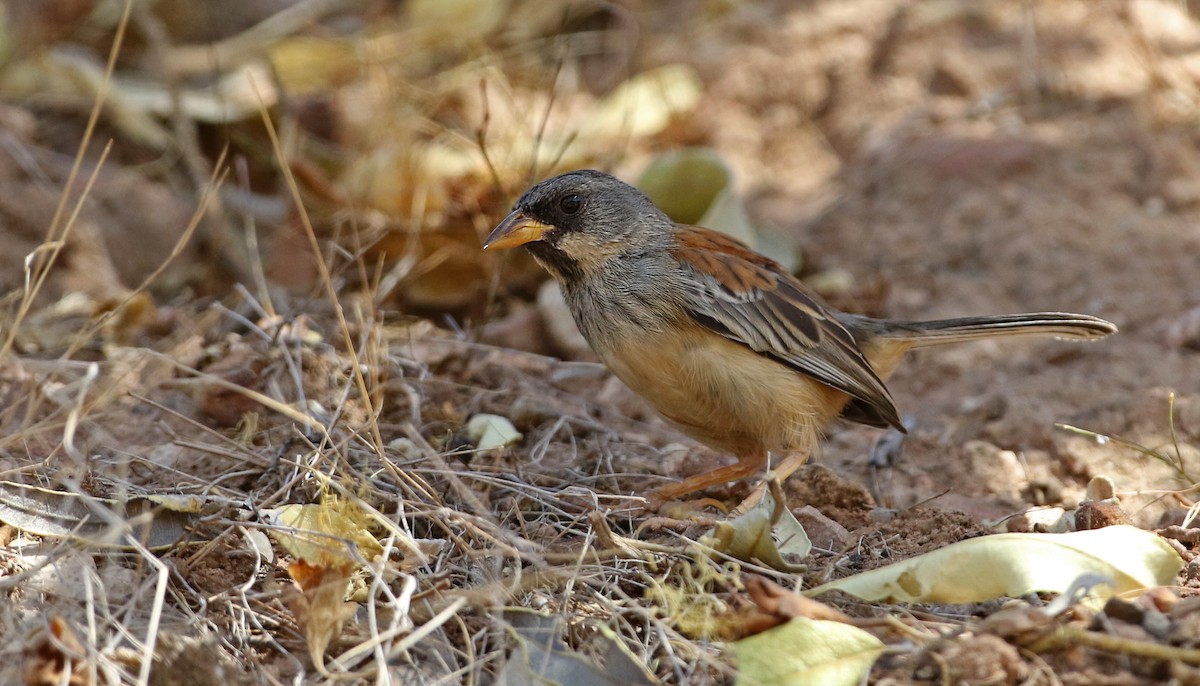 Buff-bridled Inca-Finch - ML61613901