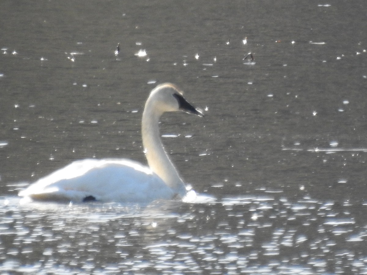 Trumpeter Swan - ML616139014