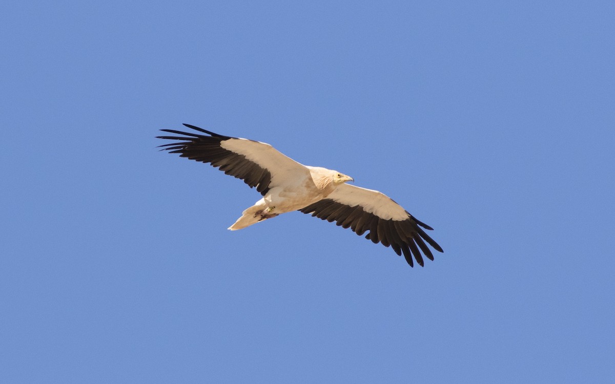 Egyptian Vulture - ML616139070