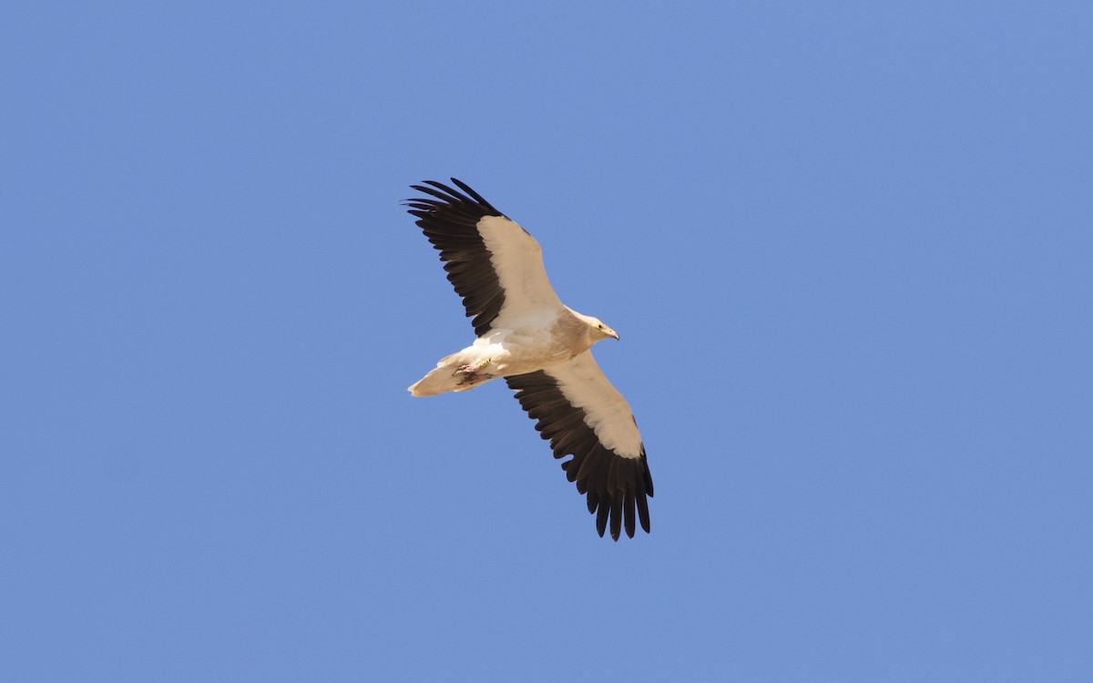 Egyptian Vulture - ML616139071