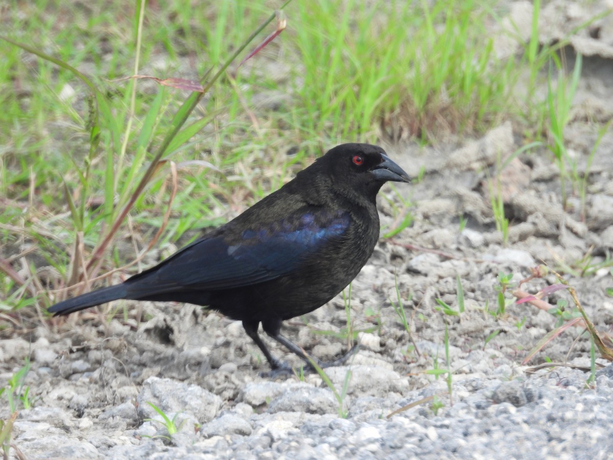 Bronzed Cowbird - ML616139160