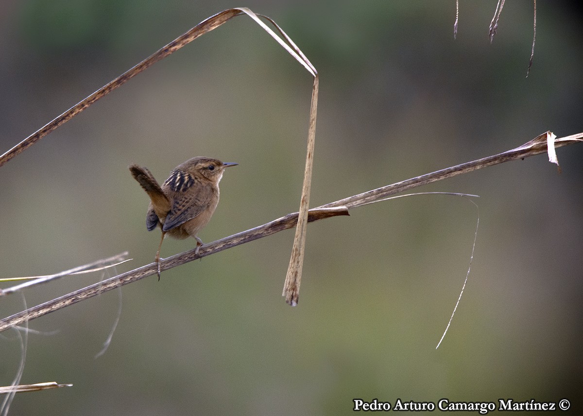 Grass Wren - ML616139162