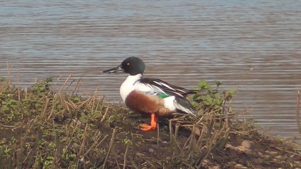 Northern Shoveler - ML616139178