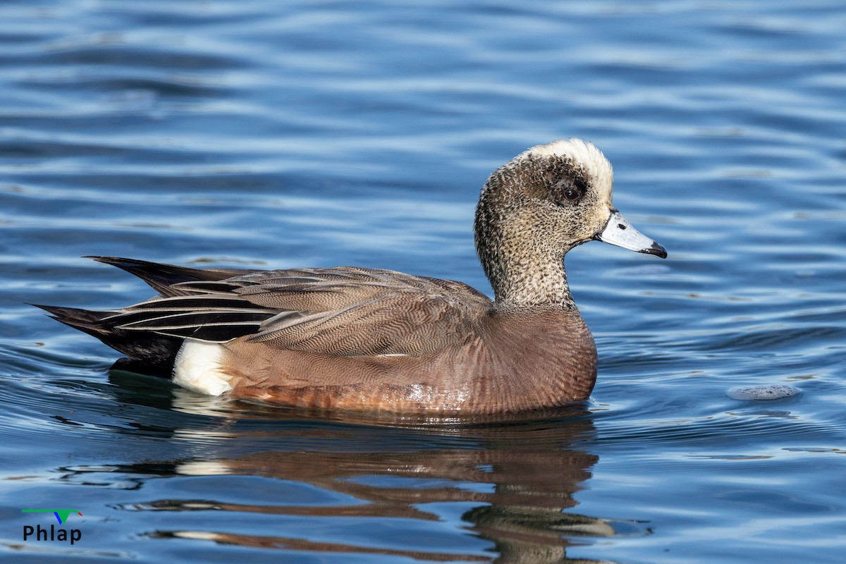 American Wigeon - ML616139202