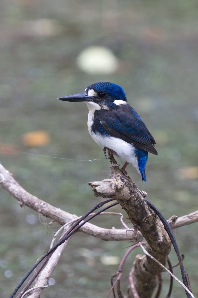 Little Kingfisher - ML616139214