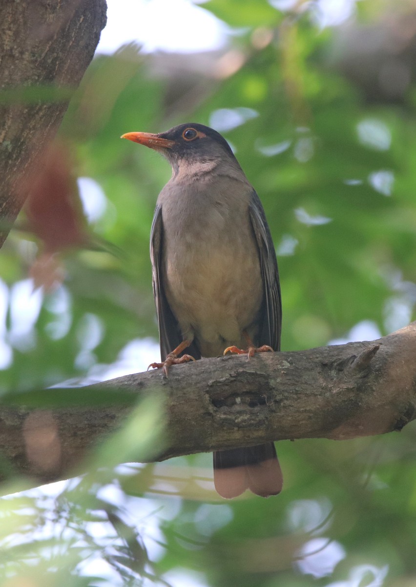 Indian Blackbird - Vignesh Bhat