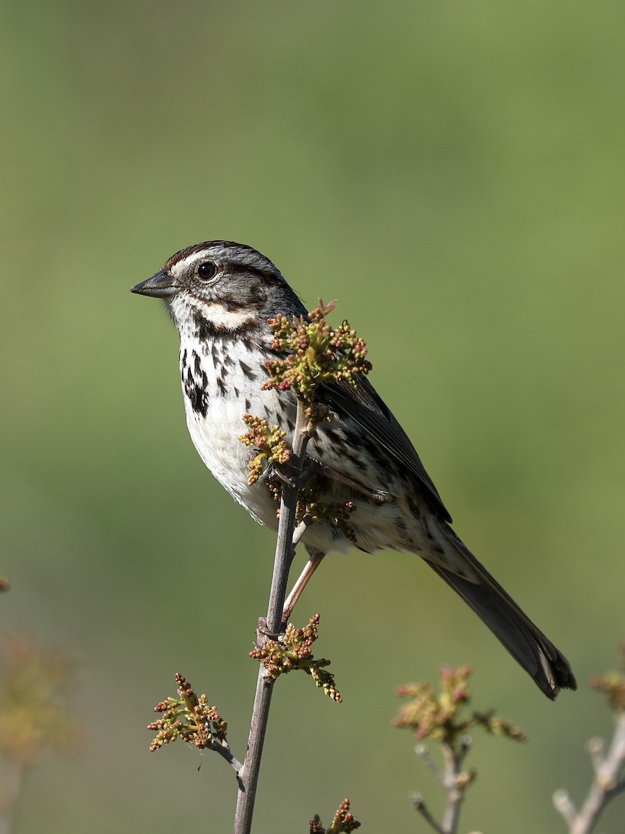 Song Sparrow - Hampus Sandberg