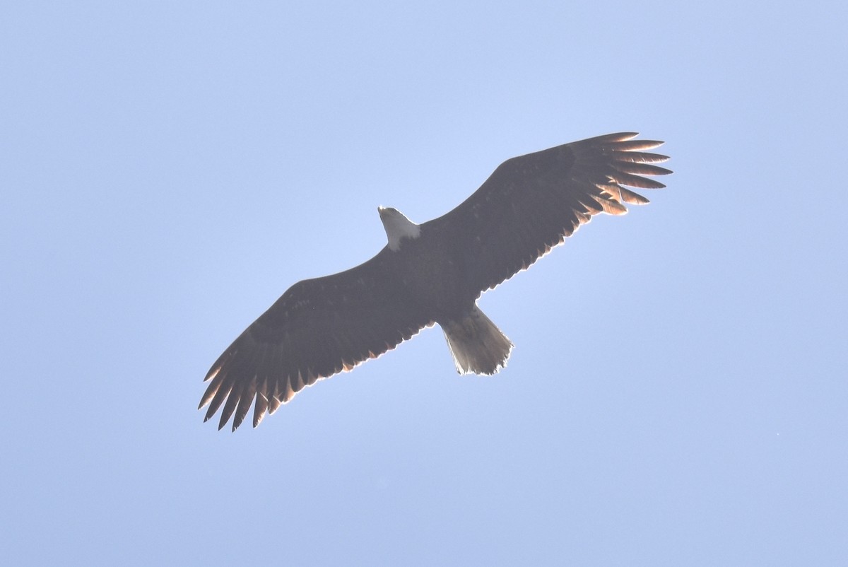 Белоголовый орлан - ML616139281