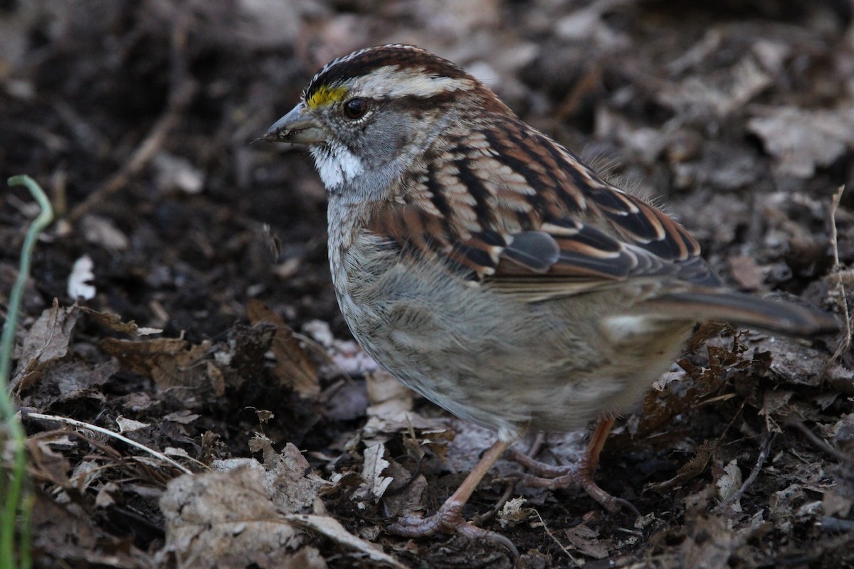 White-throated Sparrow - ML616139302