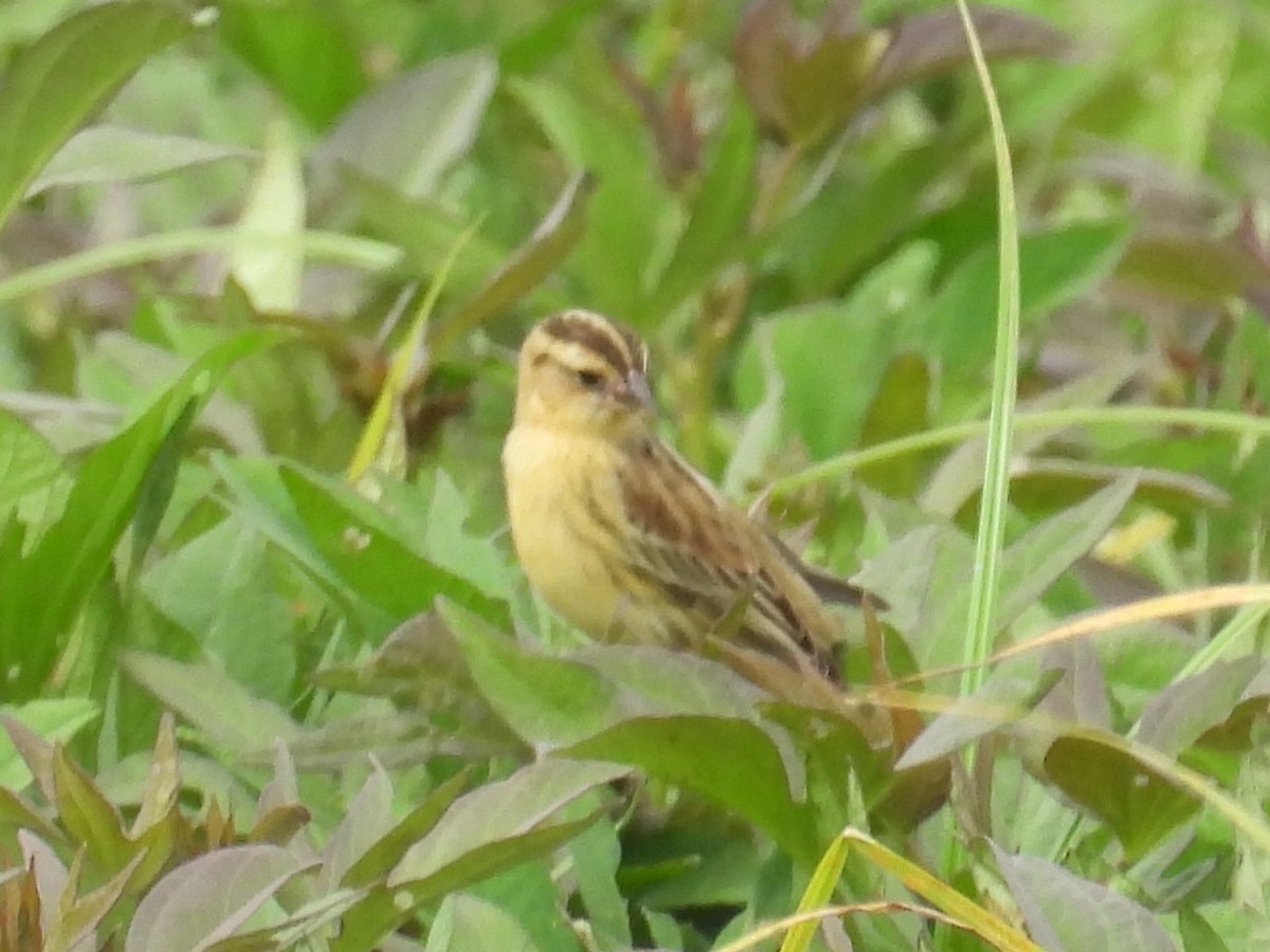 Bobolink - ML616139331