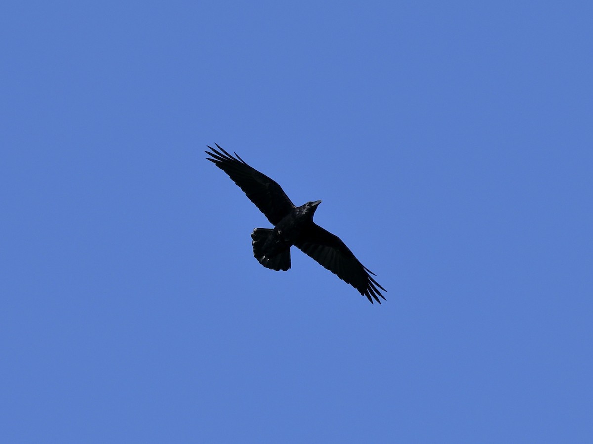 Common Raven - Hampus Sandberg