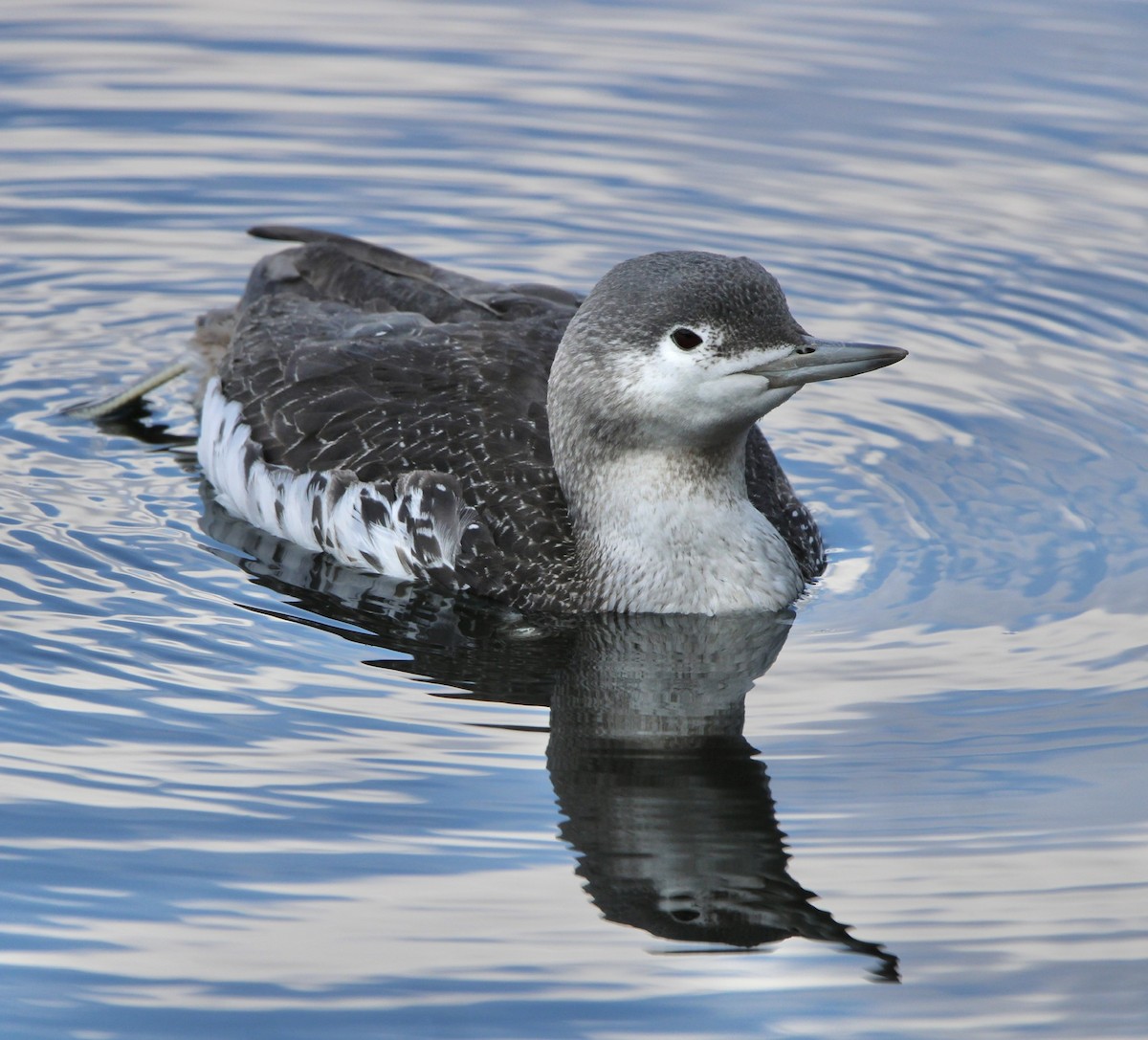 Red-throated Loon - ML616139367