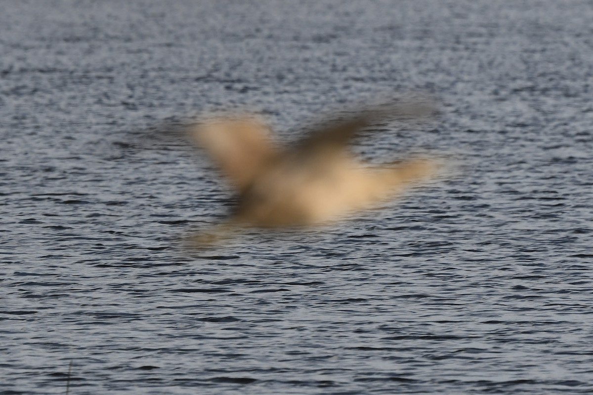 American Bittern - ML616139375