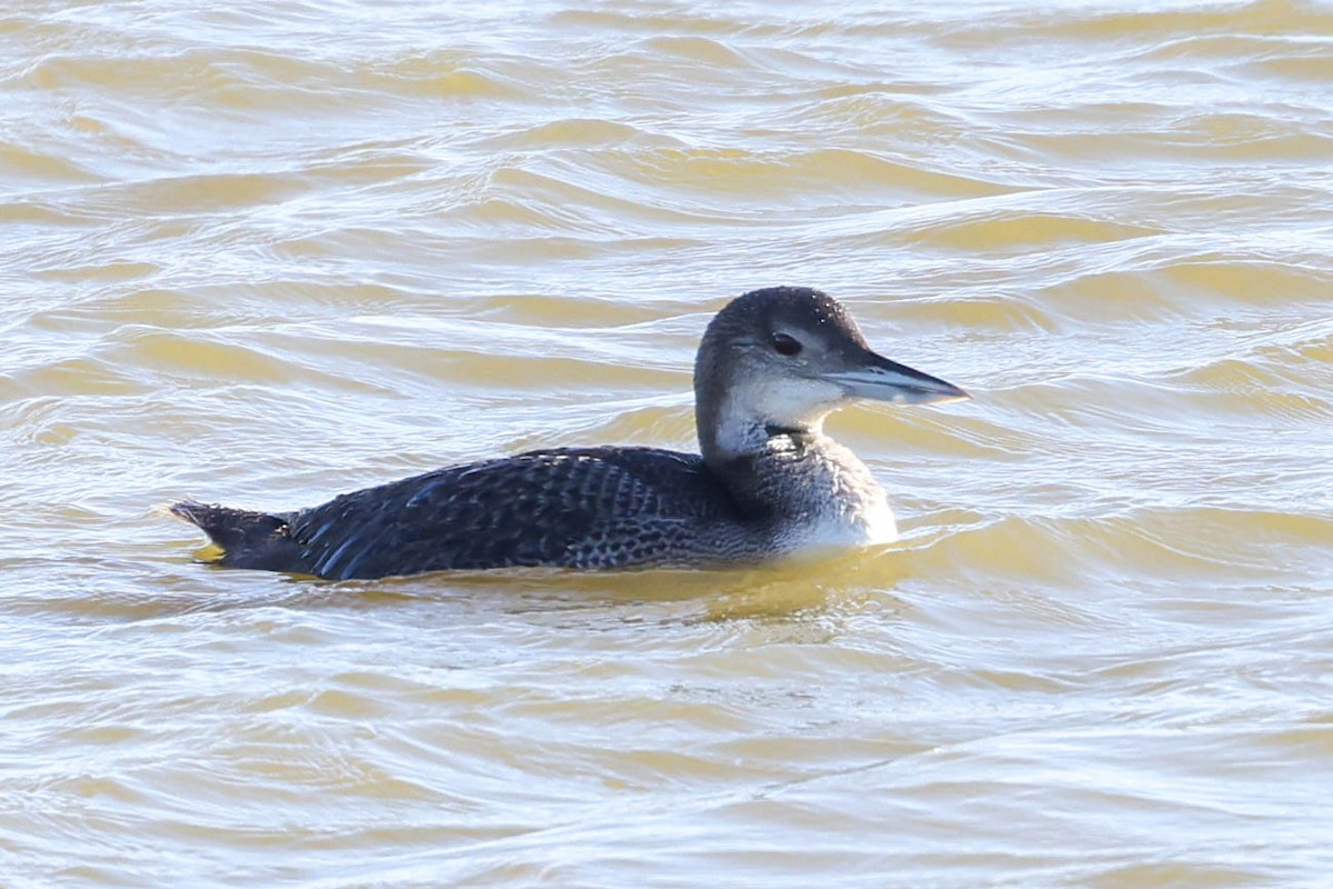 Plongeon huard - ML616139381