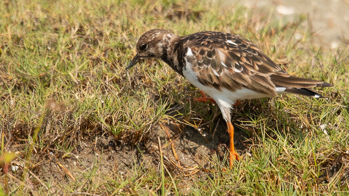 Ruddy Turnstone - ML616139415