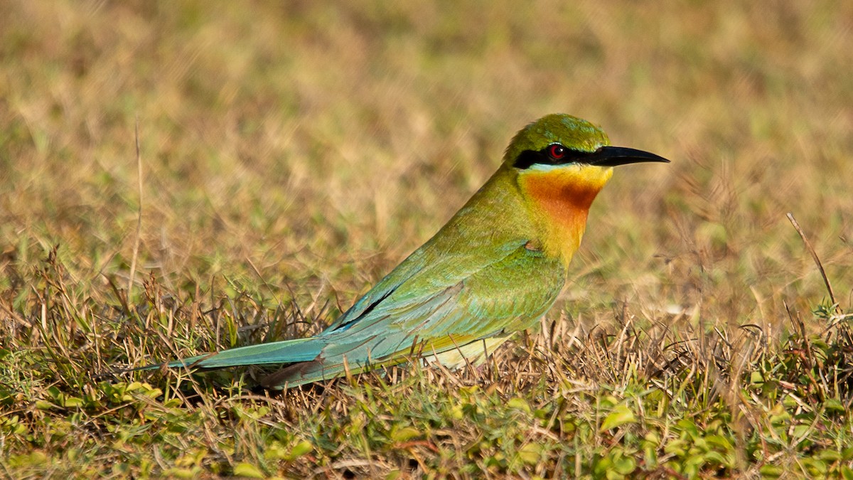 Blue-tailed Bee-eater - ML616139427