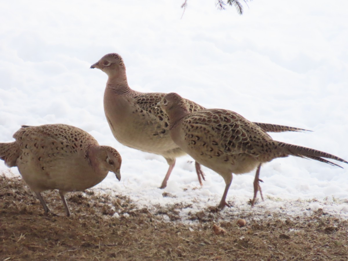 Ring-necked Pheasant - ML616139433